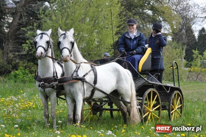 Zdjęcie w galerii na portalu naszraciborz.pl: W Kornicach trwają zawody zaprzęgowe połączone z majówką konną wiadomości z regionu