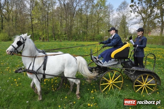 Zdjęcie w galerii na portalu naszraciborz.pl: W Kornicach trwają zawody zaprzęgowe połączone z majówką konną wiadomości z regionu