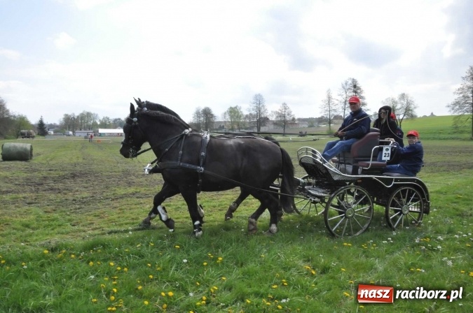 Zdjęcie w galerii na portalu naszraciborz.pl: W Kornicach trwają zawody zaprzęgowe połączone z majówką konną wiadomości z regionu