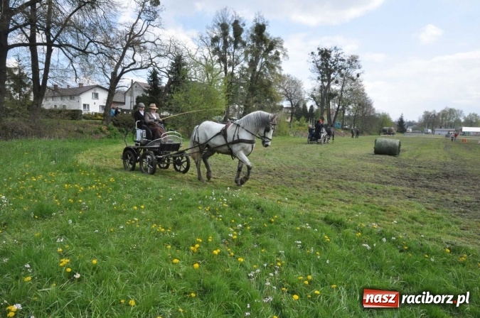 Zdjęcie w galerii na portalu naszraciborz.pl: W Kornicach trwają zawody zaprzęgowe połączone z majówką konną wiadomości z regionu
