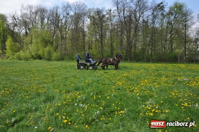 Zdjęcie w galerii na portalu naszraciborz.pl: W Kornicach trwają zawody zaprzęgowe połączone z majówką konną wiadomości z regionu