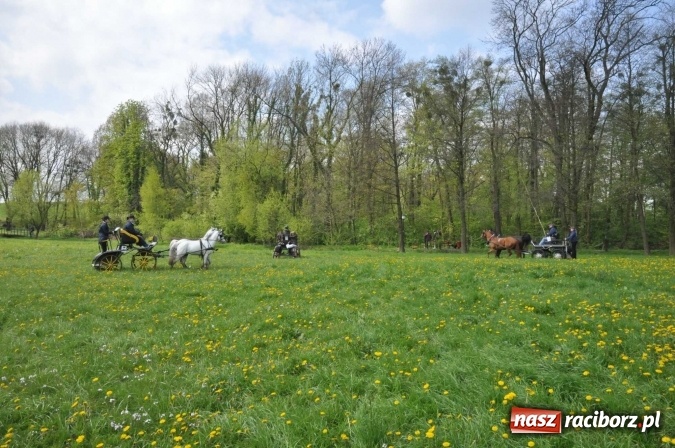 Zdjęcie w galerii na portalu naszraciborz.pl: W Kornicach trwają zawody zaprzęgowe połączone z majówką konną wiadomości z regionu