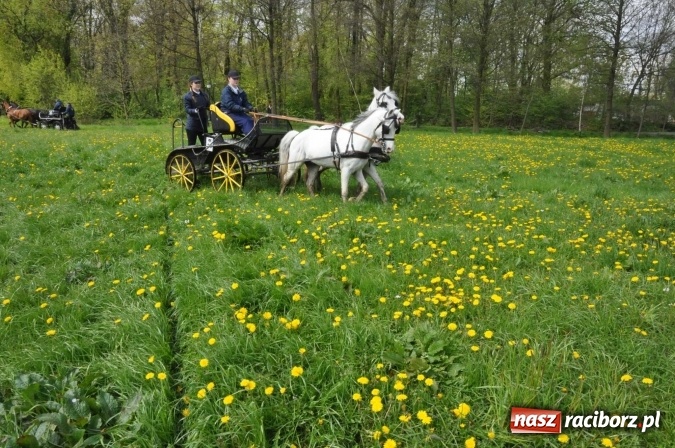 Zdjęcie w galerii na portalu naszraciborz.pl: W Kornicach trwają zawody zaprzęgowe połączone z majówką konną wiadomości z regionu