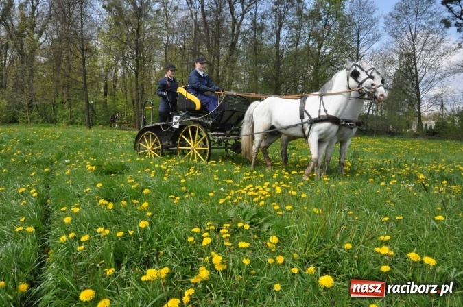 Zdjęcie w galerii na portalu naszraciborz.pl: W Kornicach trwają zawody zaprzęgowe połączone z majówką konną wiadomości z regionu