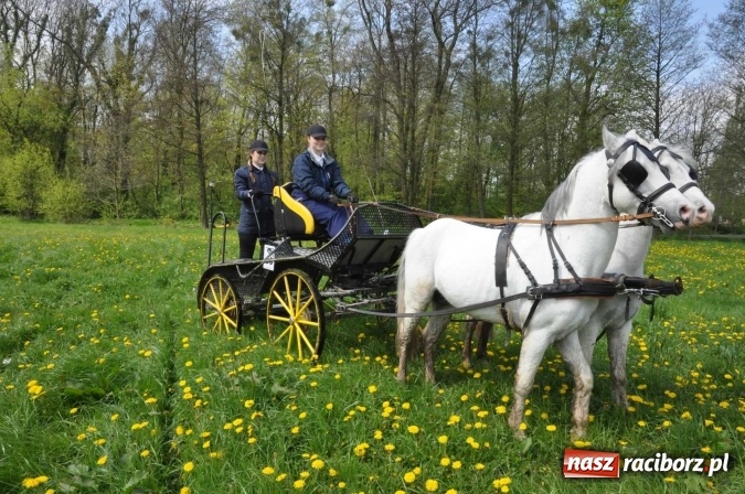 Zdjęcie w galerii na portalu naszraciborz.pl: W Kornicach trwają zawody zaprzęgowe połączone z majówką konną wiadomości z regionu