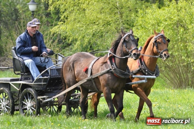 Zdjęcie w galerii na portalu naszraciborz.pl: W Kornicach trwają zawody zaprzęgowe połączone z majówką konną wiadomości z regionu