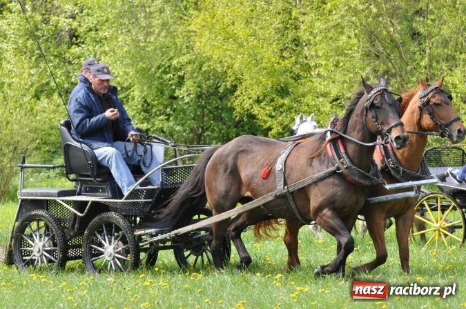 Zdjęcie w galerii na portalu naszraciborz.pl: W Kornicach trwają zawody zaprzęgowe połączone z majówką konną wiadomości z regionu