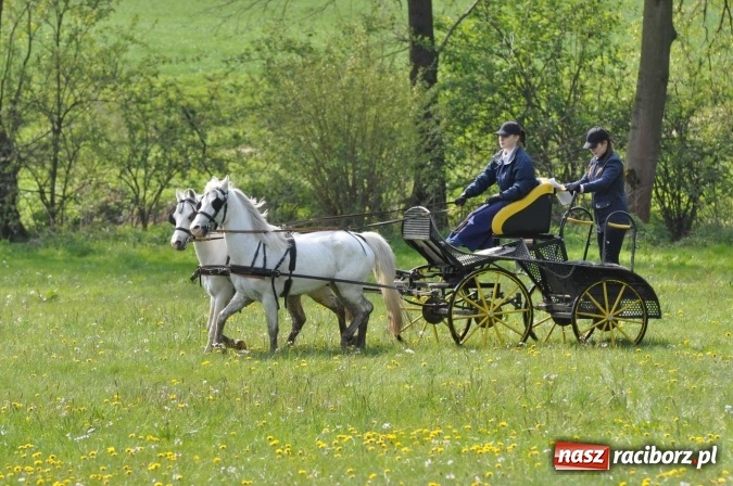 Zdjęcie w galerii na portalu naszraciborz.pl: W Kornicach trwają zawody zaprzęgowe połączone z majówką konną wiadomości z regionu