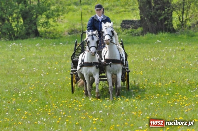 Zdjęcie w galerii na portalu naszraciborz.pl: W Kornicach trwają zawody zaprzęgowe połączone z majówką konną wiadomości z regionu
