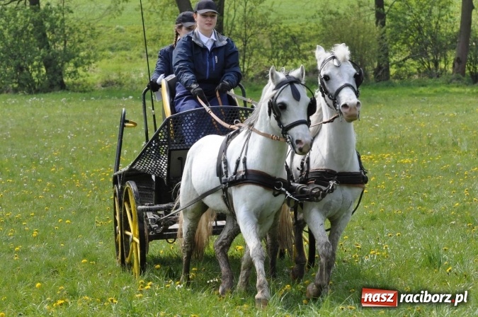 Zdjęcie w galerii na portalu naszraciborz.pl: W Kornicach trwają zawody zaprzęgowe połączone z majówką konną wiadomości z regionu