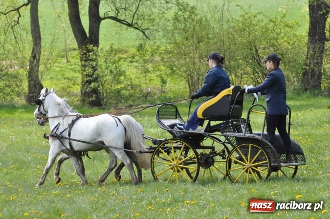 Zdjęcie w galerii na portalu naszraciborz.pl: W Kornicach trwają zawody zaprzęgowe połączone z majówką konną wiadomości z regionu