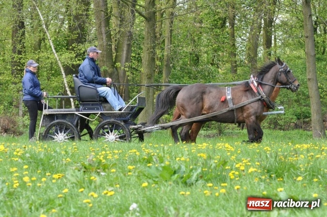 Zdjęcie w galerii na portalu naszraciborz.pl: W Kornicach trwają zawody zaprzęgowe połączone z majówką konną wiadomości z regionu