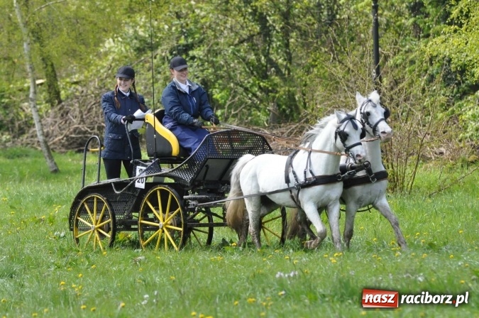 Zdjęcie w galerii na portalu naszraciborz.pl: W Kornicach trwają zawody zaprzęgowe połączone z majówką konną wiadomości z regionu