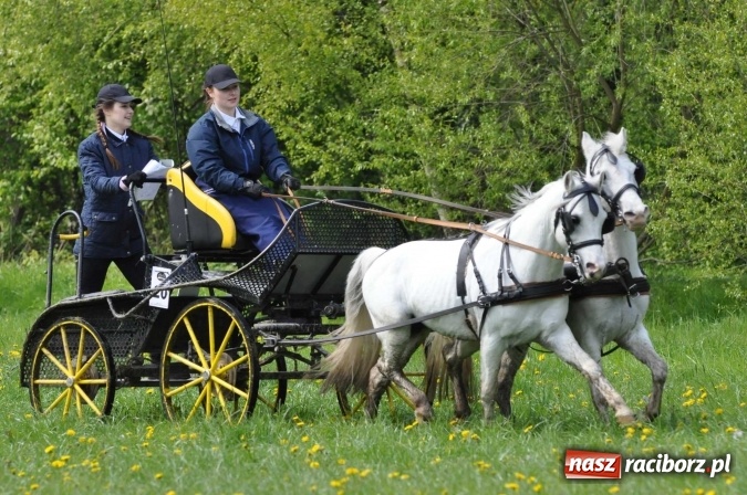 Zdjęcie w galerii na portalu naszraciborz.pl: W Kornicach trwają zawody zaprzęgowe połączone z majówką konną wiadomości z regionu