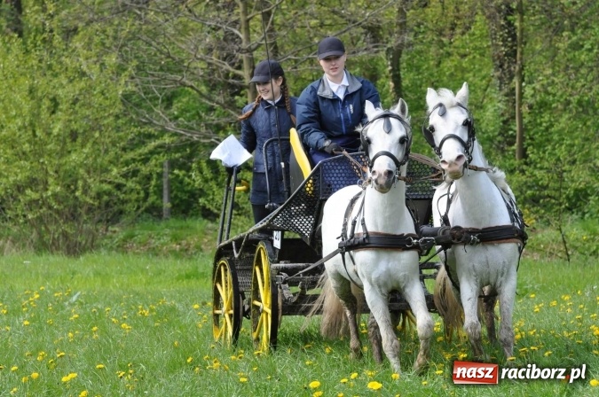 Zdjęcie w galerii na portalu naszraciborz.pl: W Kornicach trwają zawody zaprzęgowe połączone z majówką konną wiadomości z regionu