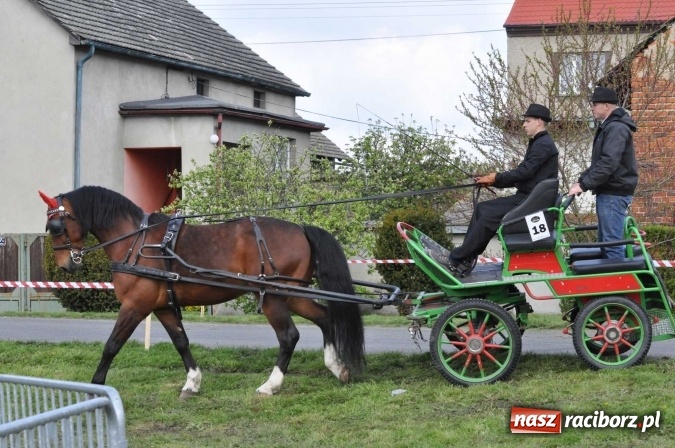Zdjęcie w galerii na portalu naszraciborz.pl: W Kornicach trwają zawody zaprzęgowe połączone z majówką konną wiadomości z regionu