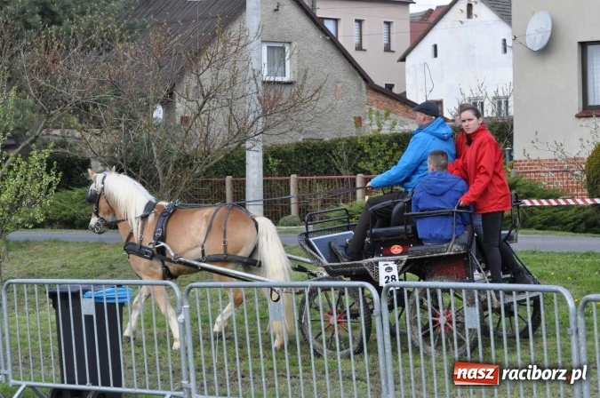 Zdjęcie w galerii na portalu naszraciborz.pl: W Kornicach trwają zawody zaprzęgowe połączone z majówką konną wiadomości z regionu