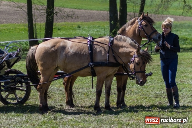 Zdjęcie w galerii na portalu naszraciborz.pl: Przez pola i łąki - korowód na Konnej Majówce w Kornicach wiadomości z regionu