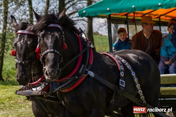 Zdjęcie w galerii na portalu naszraciborz.pl: Przez pola i łąki - korowód na Konnej Majówce w Kornicach wiadomości z regionu