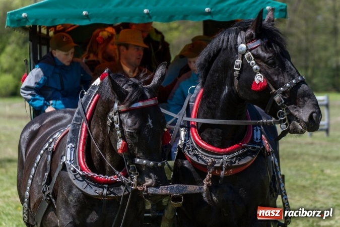 Zdjęcie w galerii na portalu naszraciborz.pl: Przez pola i łąki - korowód na Konnej Majówce w Kornicach wiadomości z regionu