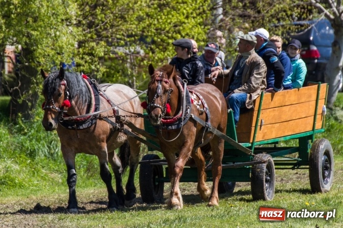Zdjęcie w galerii na portalu naszraciborz.pl: Przez pola i łąki - korowód na Konnej Majówce w Kornicach wiadomości z regionu