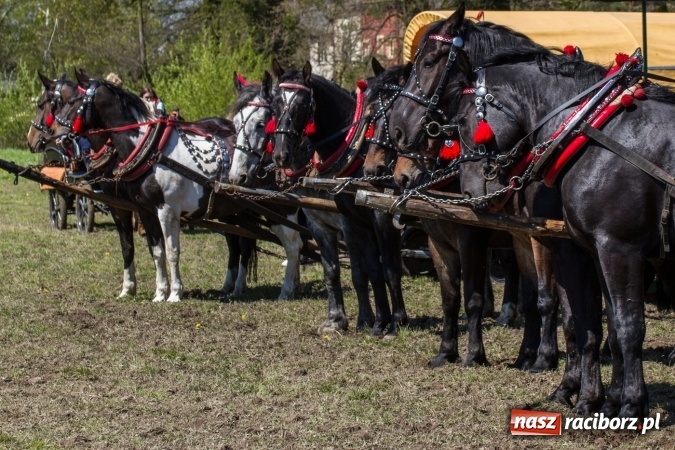 Zdjęcie w galerii na portalu naszraciborz.pl: Przez pola i łąki - korowód na Konnej Majówce w Kornicach wiadomości z regionu