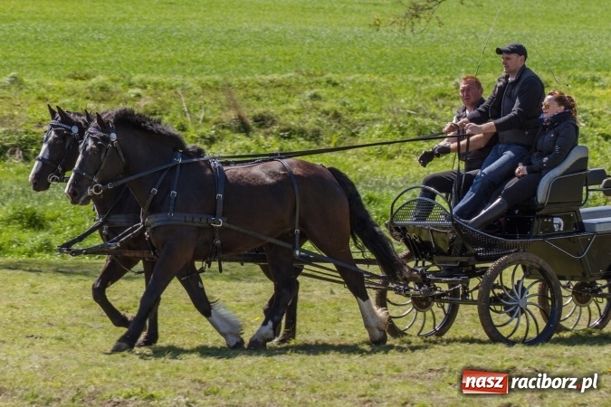 Zdjęcie w galerii na portalu naszraciborz.pl: Przez pola i łąki - korowód na Konnej Majówce w Kornicach wiadomości z regionu