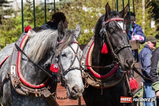 Zdjęcie w galerii na portalu naszraciborz.pl: Przez pola i łąki - korowód na Konnej Majówce w Kornicach wiadomości z regionu