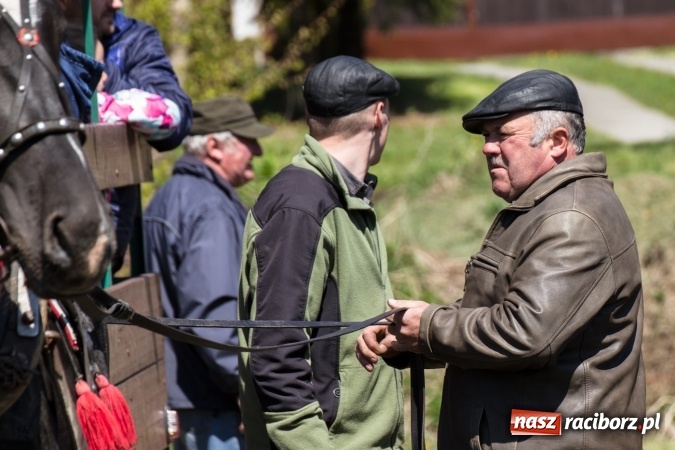 Zdjęcie w galerii na portalu naszraciborz.pl: Przez pola i łąki - korowód na Konnej Majówce w Kornicach wiadomości z regionu