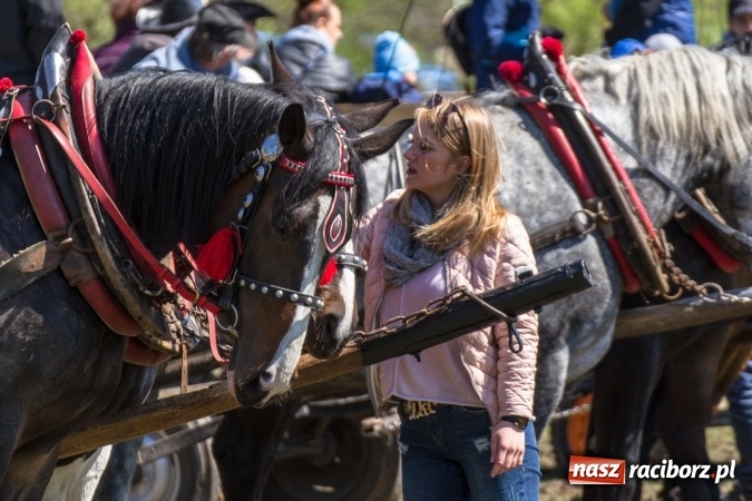 Zdjęcie w galerii na portalu naszraciborz.pl: Przez pola i łąki - korowód na Konnej Majówce w Kornicach wiadomości z regionu