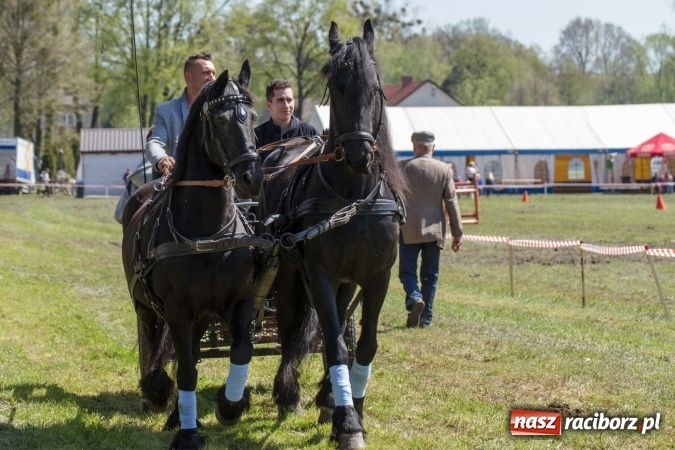 Zdjęcie w galerii na portalu naszraciborz.pl: Przez pola i łąki - korowód na Konnej Majówce w Kornicach wiadomości z regionu