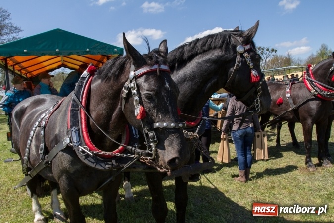 Zdjęcie w galerii na portalu naszraciborz.pl: Przez pola i łąki - korowód na Konnej Majówce w Kornicach wiadomości z regionu