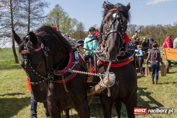 Zdjęcie w galerii na portalu naszraciborz.pl: Przez pola i łąki - korowód na Konnej Majówce w Kornicach wiadomości z regionu