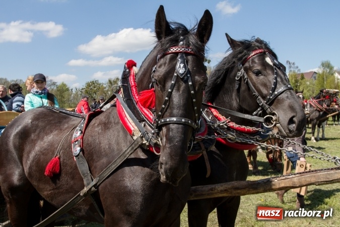 Zdjęcie w galerii na portalu naszraciborz.pl: Przez pola i łąki - korowód na Konnej Majówce w Kornicach wiadomości z regionu