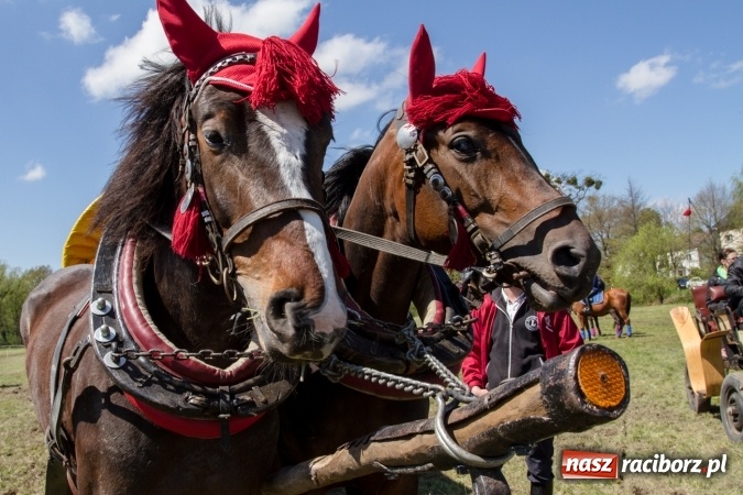 Zdjęcie w galerii na portalu naszraciborz.pl: Przez pola i łąki - korowód na Konnej Majówce w Kornicach wiadomości z regionu