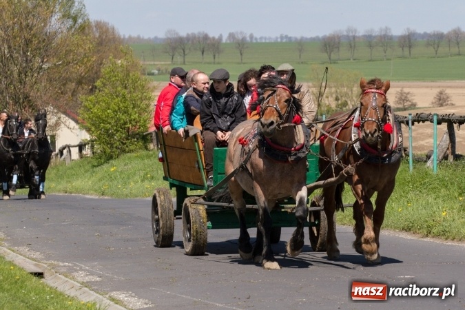 Zdjęcie w galerii na portalu naszraciborz.pl: Przez pola i łąki - korowód na Konnej Majówce w Kornicach wiadomości z regionu
