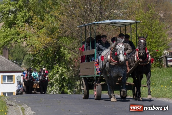 Zdjęcie w galerii na portalu naszraciborz.pl: Przez pola i łąki - korowód na Konnej Majówce w Kornicach wiadomości z regionu