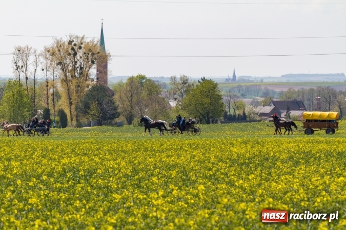 Zdjęcie w galerii na portalu naszraciborz.pl: Przez pola i łąki - korowód na Konnej Majówce w Kornicach wiadomości z regionu