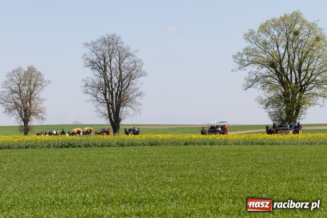 Zdjęcie w galerii na portalu naszraciborz.pl: Przez pola i łąki - korowód na Konnej Majówce w Kornicach wiadomości z regionu