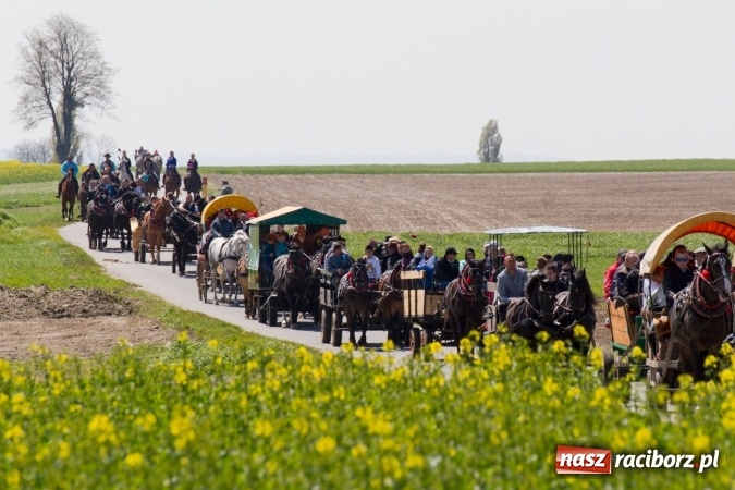 Zdjęcie w galerii na portalu naszraciborz.pl: Przez pola i łąki - korowód na Konnej Majówce w Kornicach wiadomości z regionu