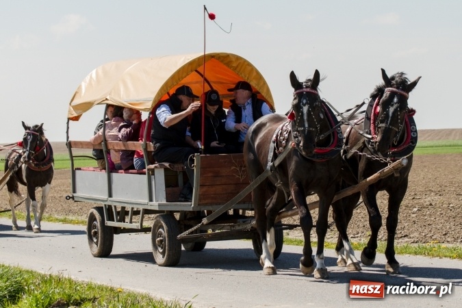 Zdjęcie w galerii na portalu naszraciborz.pl: Przez pola i łąki - korowód na Konnej Majówce w Kornicach wiadomości z regionu