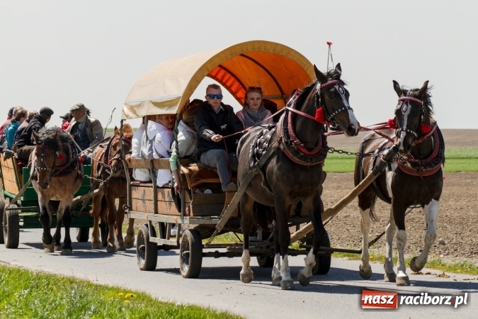 Zdjęcie w galerii na portalu naszraciborz.pl: Przez pola i łąki - korowód na Konnej Majówce w Kornicach wiadomości z regionu