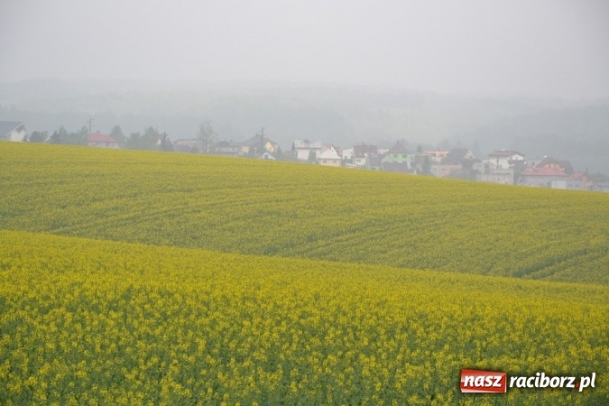 Zdjęcie w galerii na portalu naszraciborz.pl: Rajd Rowerowy Partnerskich Gmin połączony z otwarciem sezonu rowerowego gminy Krzyżanowice wiadomości z regionu