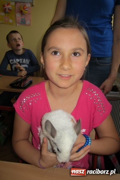 Zdjęcie w galerii na portalu naszraciborz.pl: Lekcja z gryzoniami w Szkole Podstawowej nr 13  wiadomości z regionu