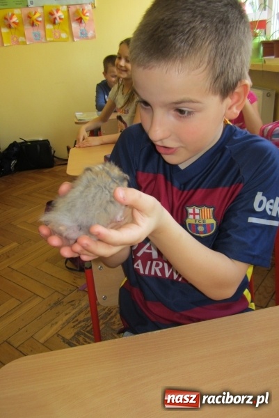 Zdjęcie w galerii na portalu naszraciborz.pl: Lekcja z gryzoniami w Szkole Podstawowej nr 13  wiadomości z regionu