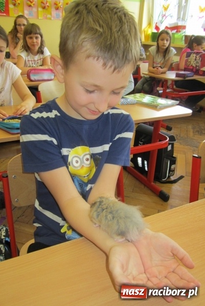 Zdjęcie w galerii na portalu naszraciborz.pl: Lekcja z gryzoniami w Szkole Podstawowej nr 13  wiadomości z regionu