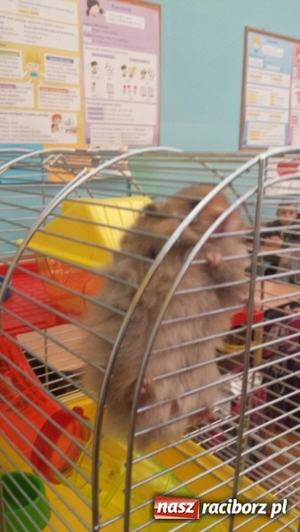 Zdjęcie w galerii na portalu naszraciborz.pl: Lekcja z gryzoniami w Szkole Podstawowej nr 13  wiadomości z regionu