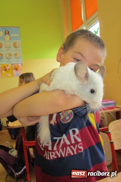 Zdjęcie w galerii na portalu naszraciborz.pl: Lekcja z gryzoniami w Szkole Podstawowej nr 13  wiadomości z regionu