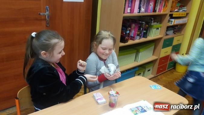Zdjęcie w galerii na portalu naszraciborz.pl: Lekcja z gryzoniami w Szkole Podstawowej nr 13  wiadomości z regionu