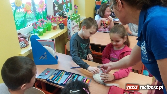 Zdjęcie w galerii na portalu naszraciborz.pl: Lekcja z gryzoniami w Szkole Podstawowej nr 13  wiadomości z regionu